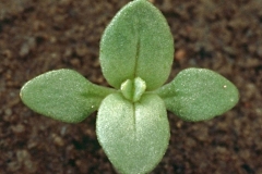 Seedling-of-Scarlet-Pimpernel