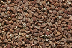 Seeds-of-Scarlet-Pimpernel