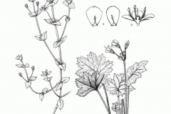 Sketch-of-Scarlet-Pimpernel