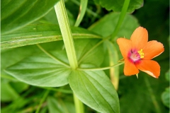 Stem-of-Scarlet-Pimpernel