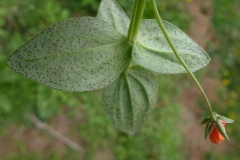 Ventral-view-of-leaves-of-Scarlet-Pimpernel