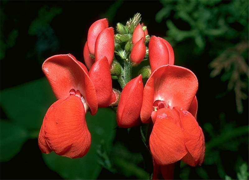 Flower-of-Scarlet-runner-bean