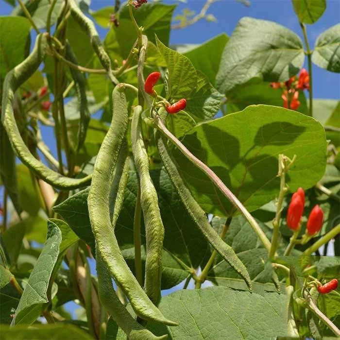 Immature-Scarlet-runner-bean-on-the-plant