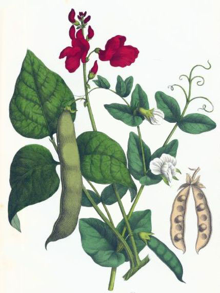 Plant-Illustration-of-Scarlet-runner-bean