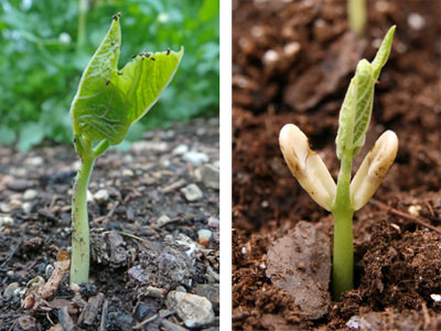 Seedlings-of-Scarlet-runner-bean