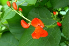 Flower-and-flowering-buds-of-Scarlet-runner-bean