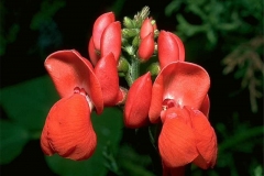 Flower-of-Scarlet-runner-bean