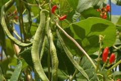 Immature-Scarlet-runner-bean-on-the-plant