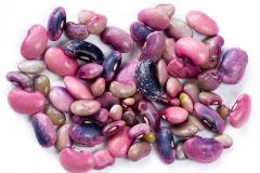 Immature-Seeds-of-Scarlet-runner-bean
