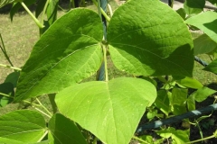 Leaves-of-Scarlet-runner-bean