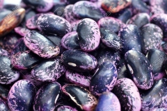 Mature-seeds-of-Scarlet-runner-bean