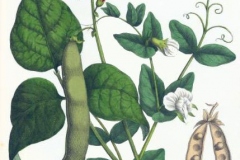 Plant-Illustration-of-Scarlet-runner-bean