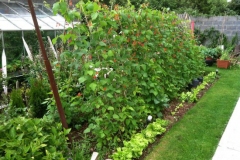 Scarlet-runner-bean-farming