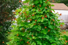 Scarlet-runner-bean-plant