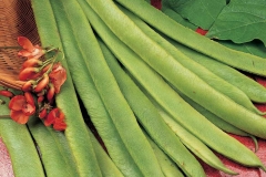 Scarlet-runner-bean