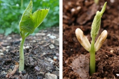 Seedlings-of-Scarlet-runner-bean