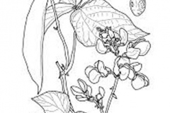 Sketch-of-Scarlet-runner-bean