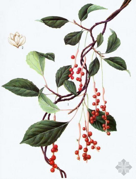 Plant-Illustration-of-Schisandra