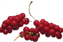 Fruits-of-Schisandra