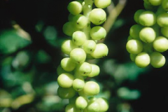 Immature-fruits-of-Schisandra