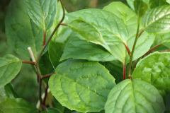 Leaves-of-Schisandra