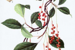 Plant-Illustration-of-Schisandra