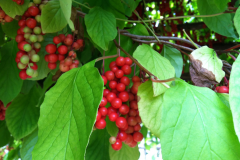 Schisandra-fruits-on-the-Plant