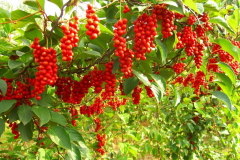 Schisandra-plant