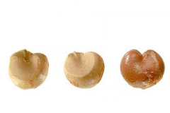 Seeds-of-Schisandra