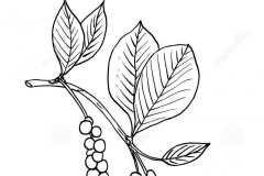 Sketch-of-Schisandra