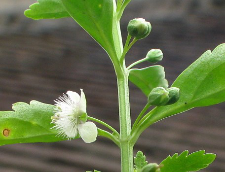 Flower-buds-of-Scoparia-weed