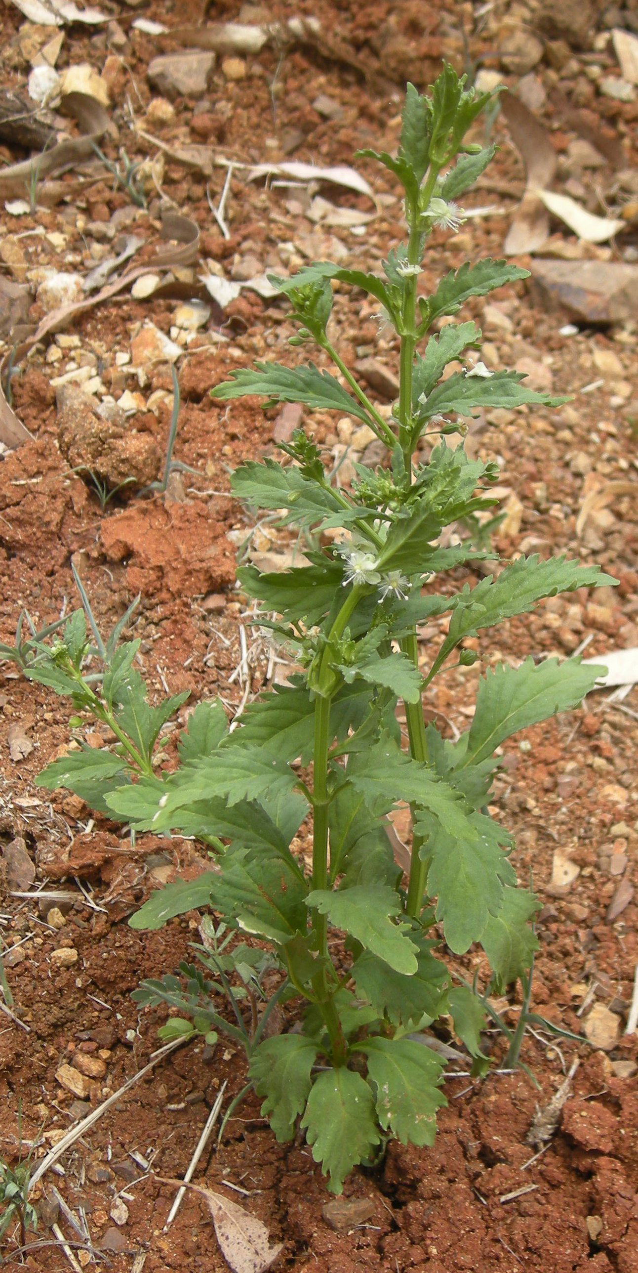 Scoparia-weed-plant