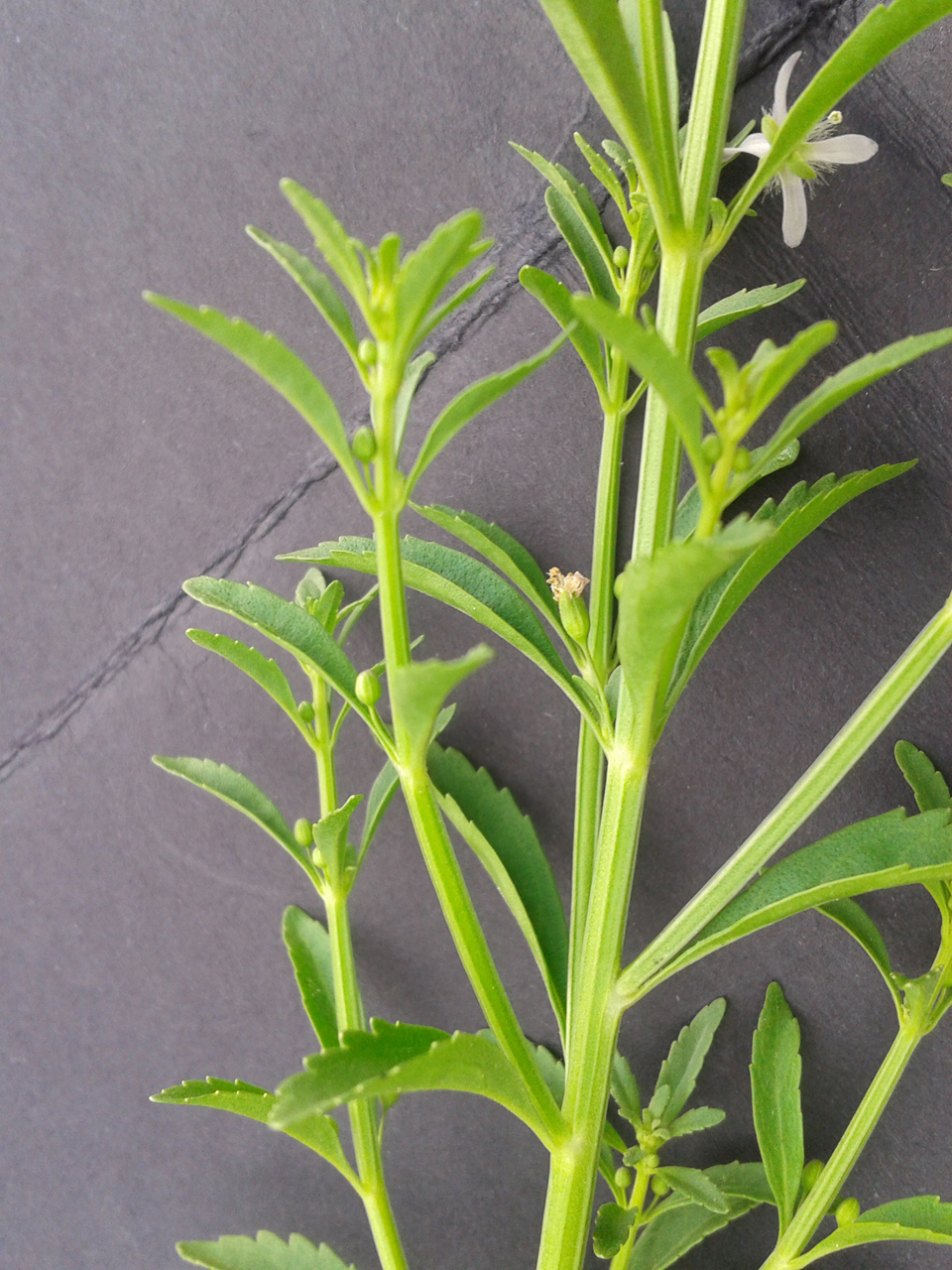 Scoparia-weed-stem