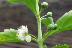 Flower-buds-of-Scoparia-weed