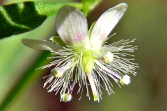 Scoparia-weed-flower
