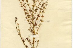 Scoparia-weed-illustration