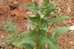 Scoparia-weed-plant