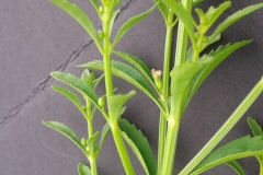 Scoparia-weed-stem