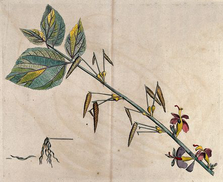 Plant-illustration-of-Screw-Tree