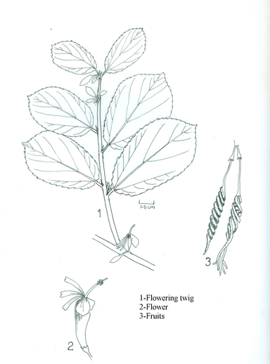 Plant-sketch-of-Screw-Tree