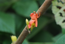 Branch-of-Screw-Tree