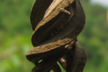 Closer-view-of-Dried-Fruit