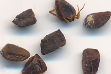 Closer-view-of-Screw-Tree-seed