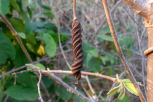 Dried-Fruit-of-Screw-Tree
