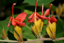 Flower-of-Screw-Tree