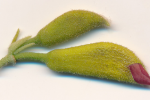 Flowering-buds-of-Screw-Tree