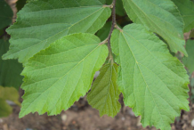 Leaves-of-Screw-Tree