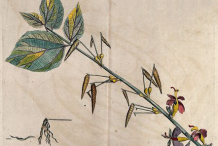 Plant-illustration-of-Screw-Tree