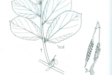 Plant-sketch-of-Screw-Tree