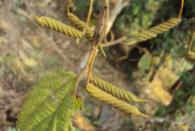 Ripe-fruit-of-Screw-Tree